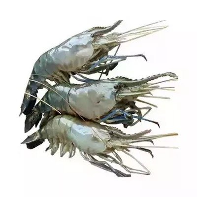 Golda Chingri (Shrimp) 16-20 pcs ±30 gm