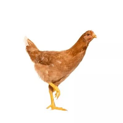 Live Cock Chicken (Processed)