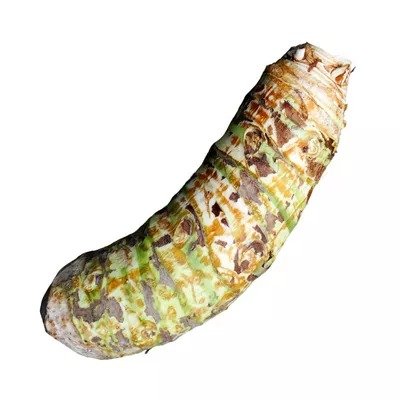 Lomba Kochu