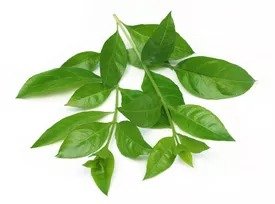 Mehendi Pata (Henna Leaves)