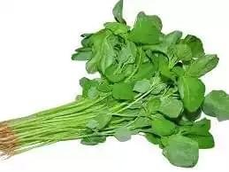 data-shak-data-spinach-1-bundle Data Shak (Data Spinach)