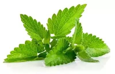 pudina-pata-mint-leaves-10-gm-10 Pudina Pata (Mint Leaves) ± 10 gm
